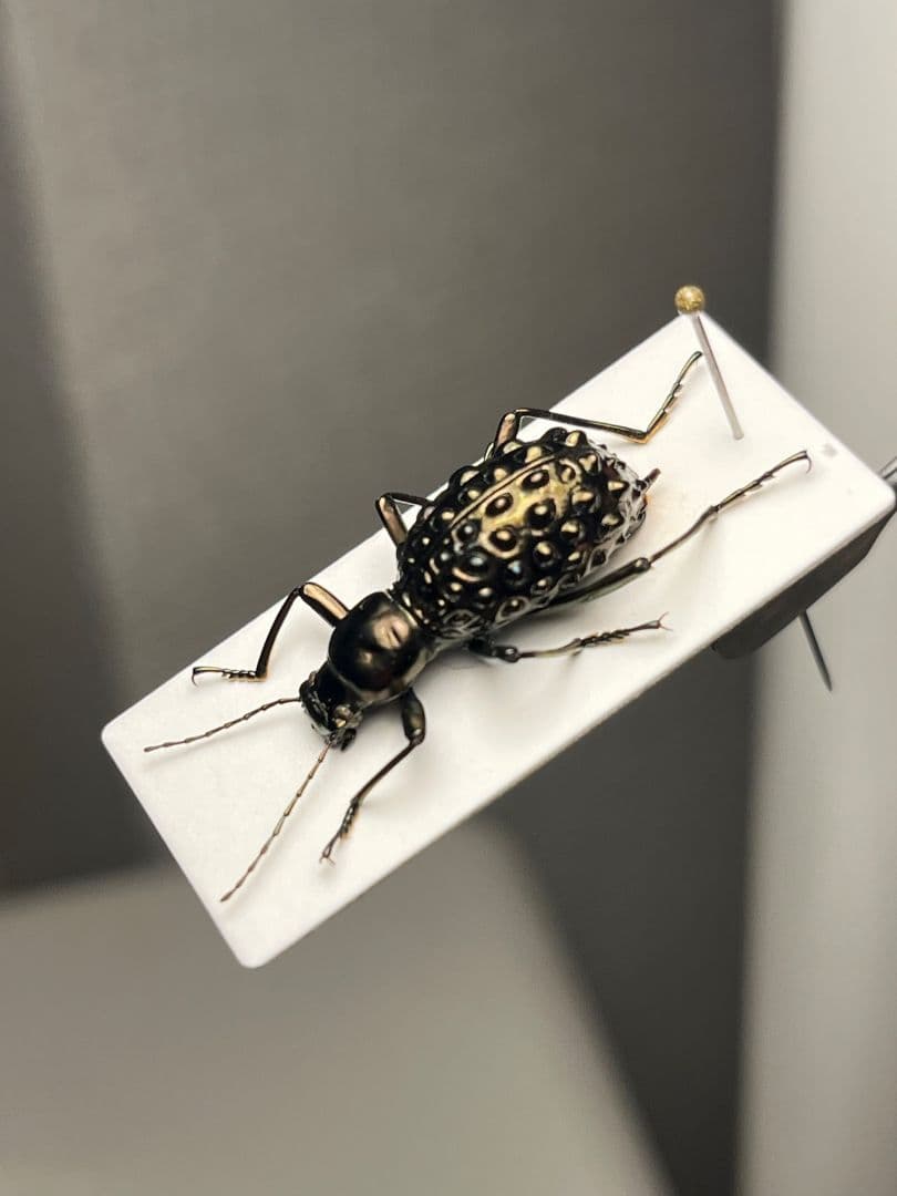 【異形塵騙】背中に爆弾を抱えたMorphostenophanes標本2