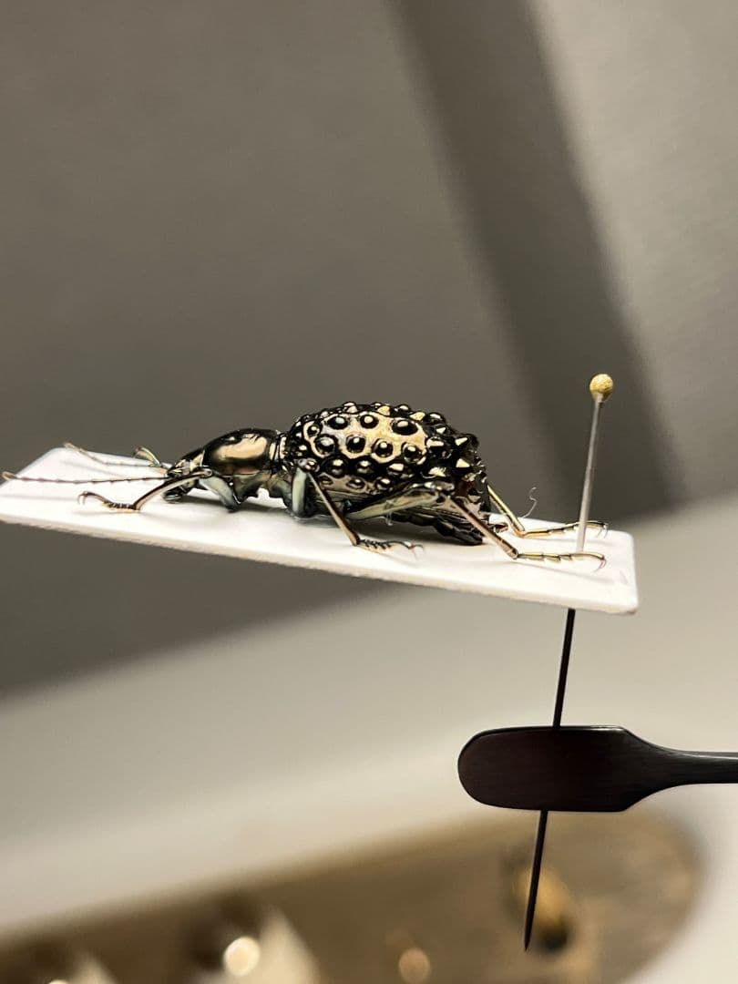 【異形塵騙】背中に爆弾を抱えたMorphostenophanes標本2