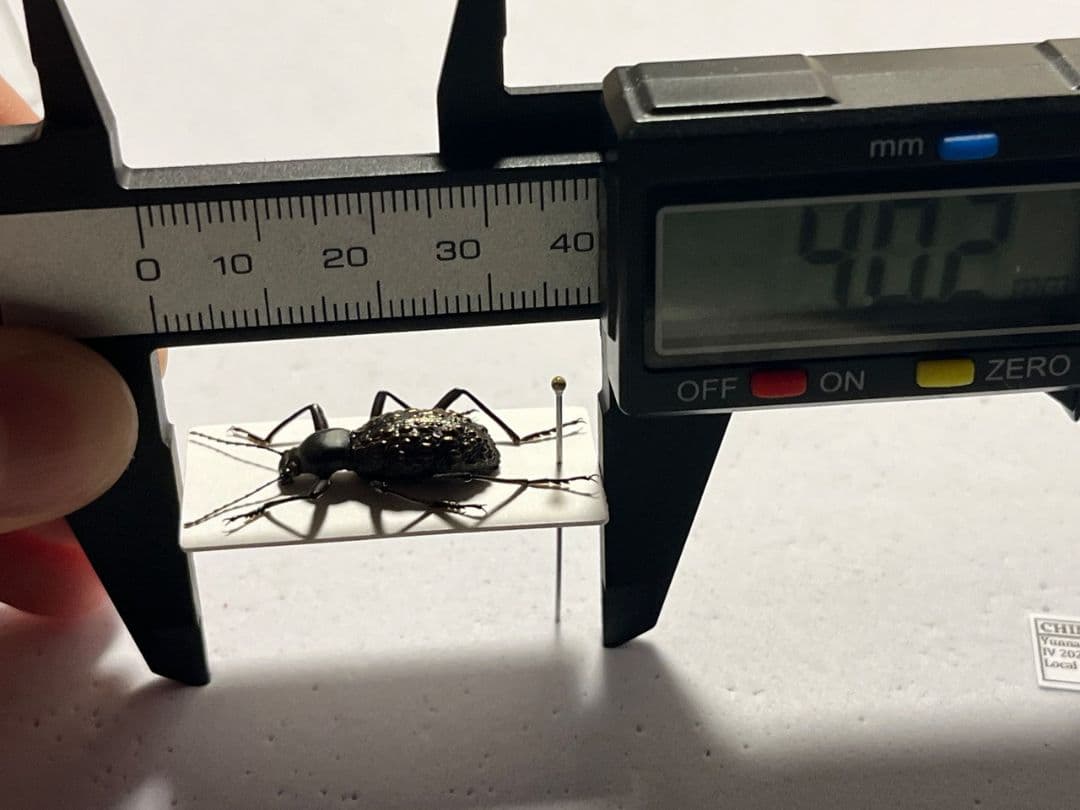 【異形塵騙】背中に爆弾を抱えたMorphostenophanes標本2