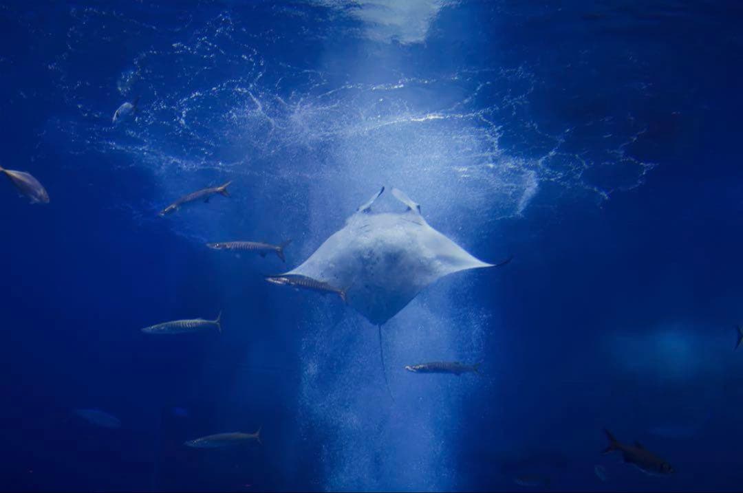 EOS Kiss x9i + レンズ3本セット