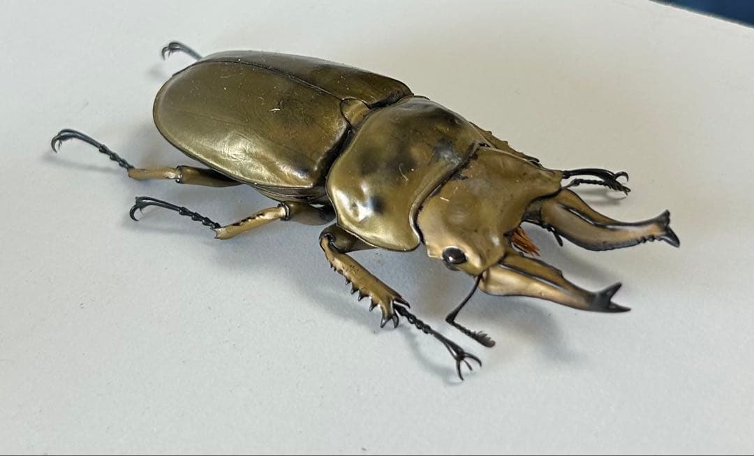 【昆虫標本】ローゼンベルグオウゴンオニクワガタ♂73㍉