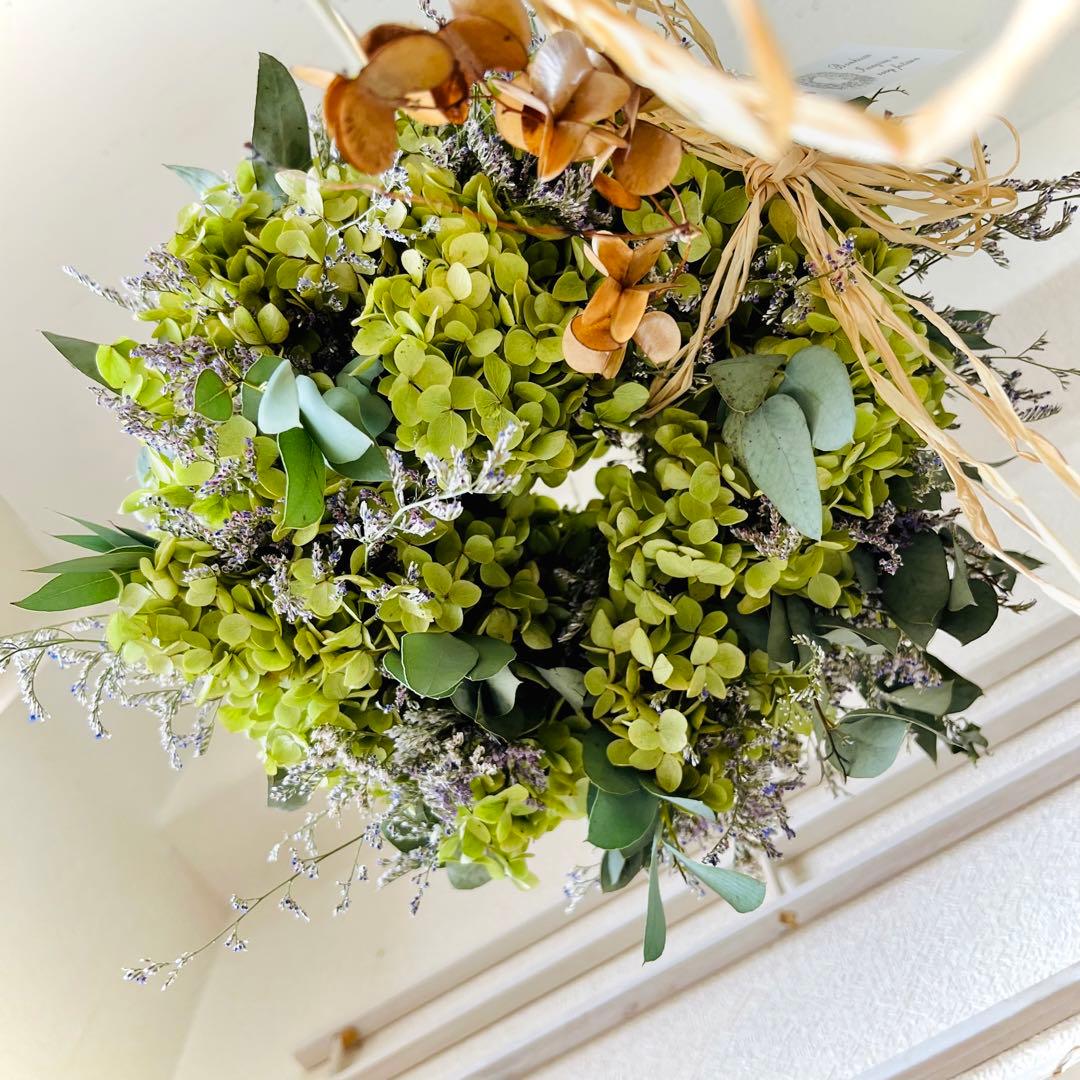 アナベル紫陽花　フライングリース　アナベル　リースドライフラワー
