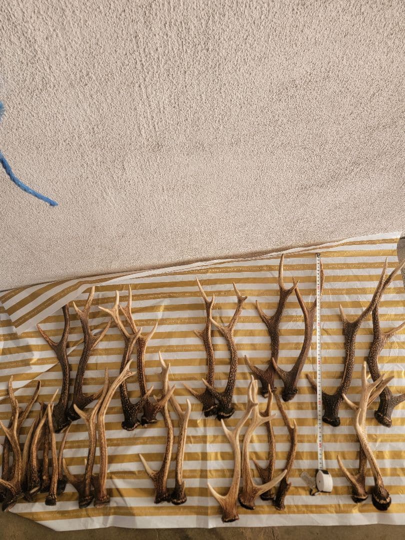 鹿角　対ではありません。