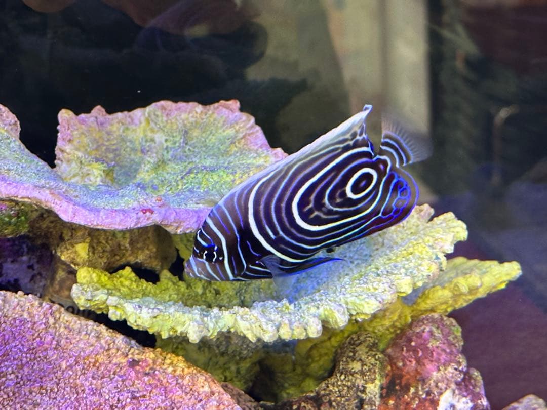 iPhone 14 Pro ディープパープル SIMフリー　ケース付き