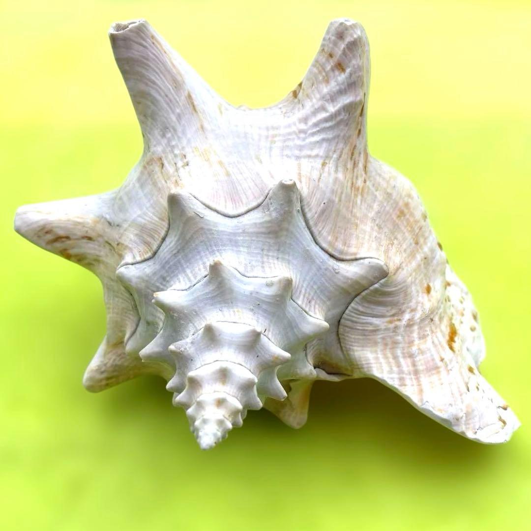 特大　コンク貝、ピンク貝 特大サイズ約24cm、天然素材